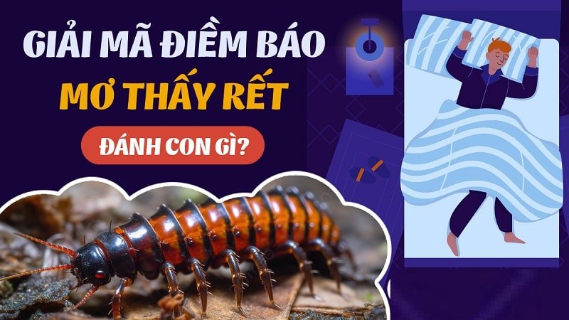 Lý giải mơ thấy con rết đánh con gì