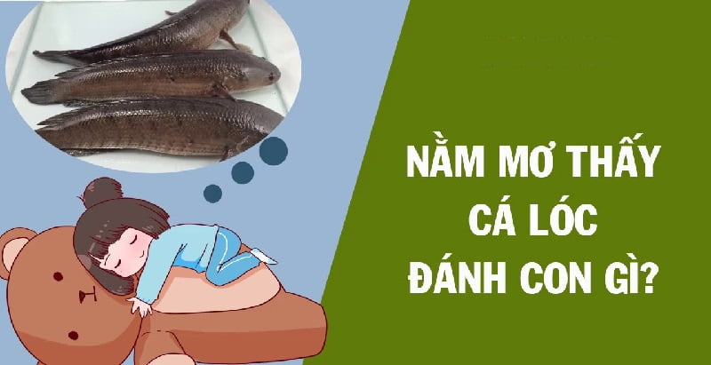 Lý giải nằm mơ bắt được cá lóc đánh con gì may mắn