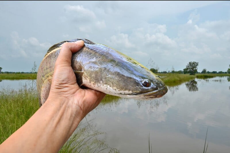 Cá trong phong thủy chính là biểu tượng cho sự giàu sang và sự may mắn